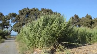 Ege Denizi kıyılarında kuru bambu dalları