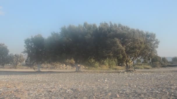 ギリシャのロードス島のエーゲ海沿岸に沿って木が成長します — ストック動画