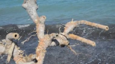 Yunanistan 'ın Rodos plajındaki Ege sahilinde bambu kökü