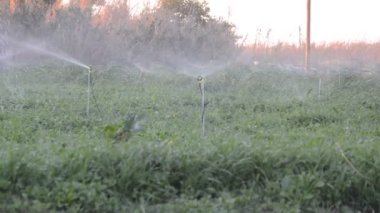 Yunanistan 'ın Rodos adasının kırsal kesiminde bir tarlanın sulanması