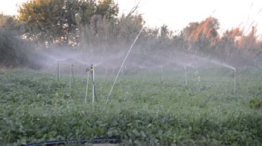 Yunanistan 'ın Rodos adasının kırsal kesiminde bir tarlanın sulanması