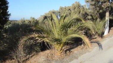 Yunanistan 'ın Rodos adasında palmiye ağacı yetişiyor