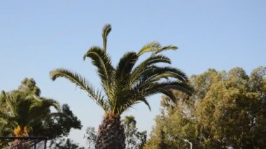 Yunanistan 'ın Rodos adasında palmiye ağacı yetişiyor