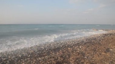 Yunanistan 'ın Rodos adasında palmiye ağacı yetişiyor