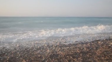 Yunanistan 'ın Rodos adasında palmiye ağacı yetişiyor