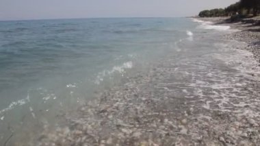 Yunanistan 'ın Rodos adasında palmiye ağacı yetişiyor