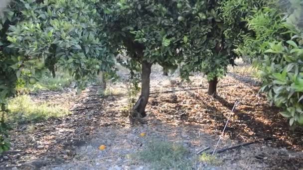 Yunanistan Rodos Adasında Zeytin Bahçesi — Stok video