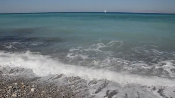 Palmier Pousse Sur Île Rhodes Grèce — Video