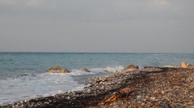 Yunanistan 'ın Rodos adasında palmiye ağacı yetişiyor