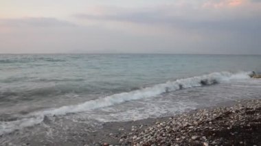 Yunanistan 'ın Rodos adasında palmiye ağacı yetişiyor