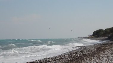 Yunanistan 'ın Rodos adasında palmiye ağacı yetişiyor