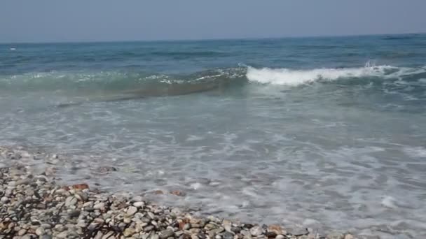 Palmier Pousse Sur Île Rhodes Grèce — Video