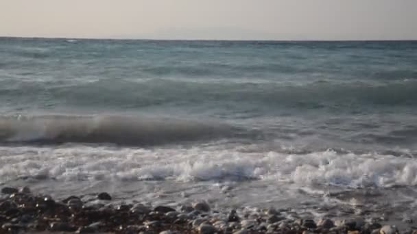 Palmeira Cresce Ilha Rodes Grécia — Vídeo de Stock