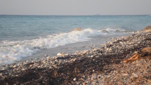 Palmier Pousse Sur Île Rhodes Grèce — Video