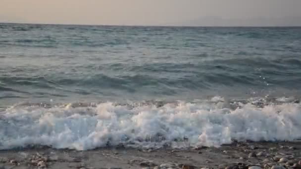 Palmeira Cresce Ilha Rodes Grécia — Vídeo de Stock