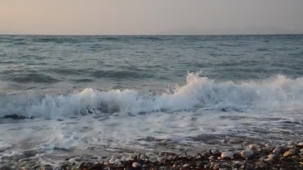 Palma Roste Ostrově Rhodos Řecku — Stock video