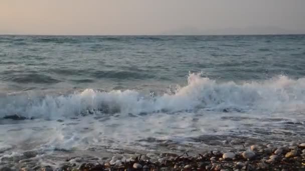 Palmboom Groeit Het Eiland Rhodos Griekenland — Stockvideo