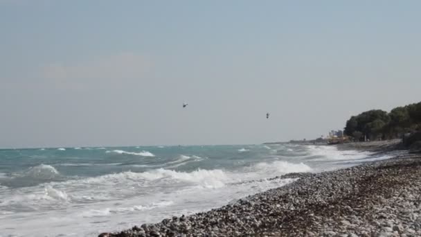 Palmier Pousse Sur Île Rhodes Grèce — Video