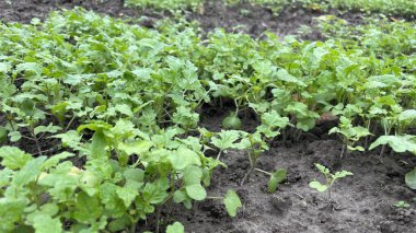 Yeşil, tarımsal alanda eşit bir şekilde büyüyen ekinleri kaplıyor