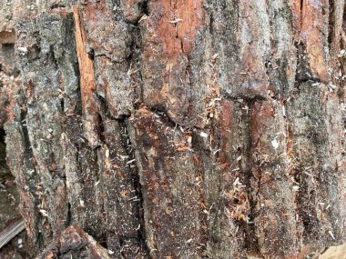 Ahşap parçaları kesen kişi, odun yakmak için küçük odunlara obapol.