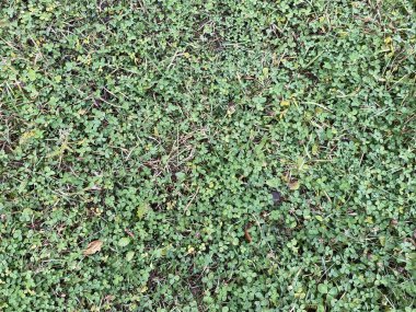 Doğal bir çimenlikteki taze yeşil çimlerin yakın çekim dokusu