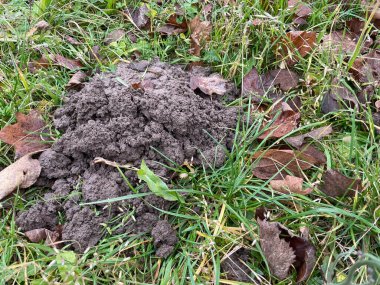 Bir köstebek bahçedeki toprağı gevşetmiş, küçük tepecikler ve tüneller oluşturmuş..