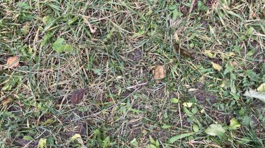 Doğal bir çimenlikteki taze yeşil çimlerin yakın çekim dokusu