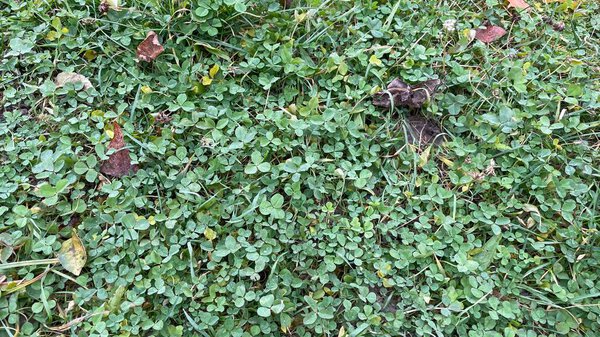 Close-up texture of fresh green grass on a natural lawn