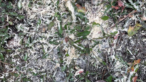 Close-up texture of fresh green grass on a natural lawn