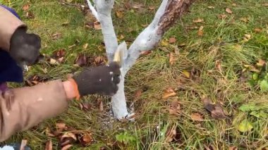 Genç ağaç gövdelerinin sonbaharda beyazlatılması