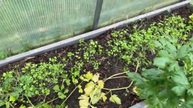 Sera toprağının içine ekilen mahsuller