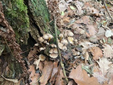 Ormanın zemininde yetişen sonbahar mantarları eski bir ormanlık alanda