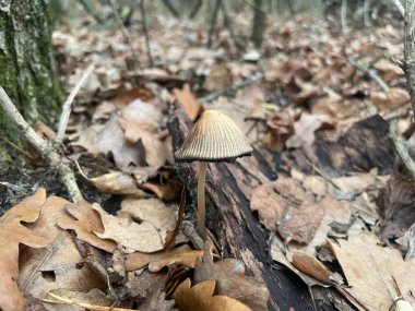 Ormanın zemininde yetişen sonbahar mantarları eski bir ormanlık alanda