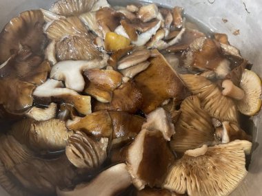 Ormanın zemininde yetişen sonbahar mantarları eski bir ormanlık alanda