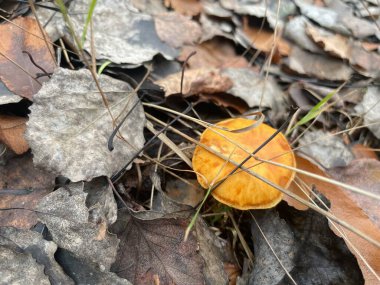 Ormanın zemininde yetişen sonbahar mantarları eski bir ormanlık alanda