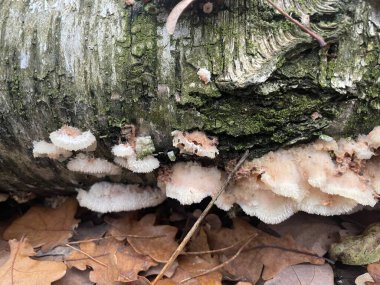 Ormanın zemininde yetişen sonbahar mantarları eski bir ormanlık alanda