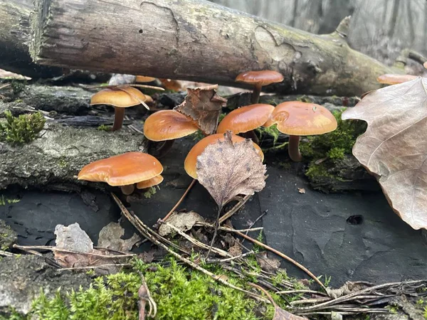 Ormanın zemininde yetişen sonbahar mantarları eski bir ormanlık alanda