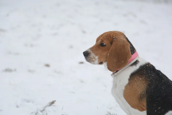 Dog beagle and snow in Park — Stock Photo, Image