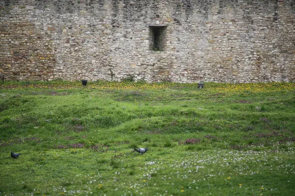 Vieux grand mur de pierre avec herbe verte — Photo