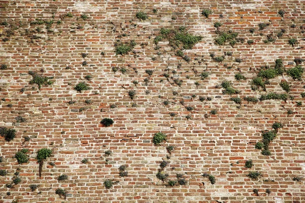 Vieux mur de briques rouges avec végétation herbe verte — Photo