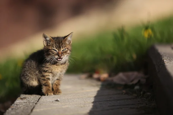 Solo Pequeño gato callejero en parque —  Fotos de Stock