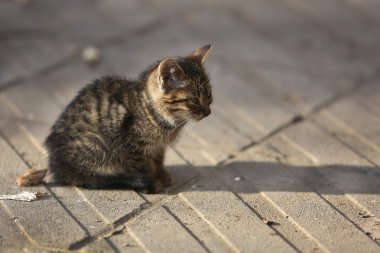 Yalnız küçük sokak kedi Park