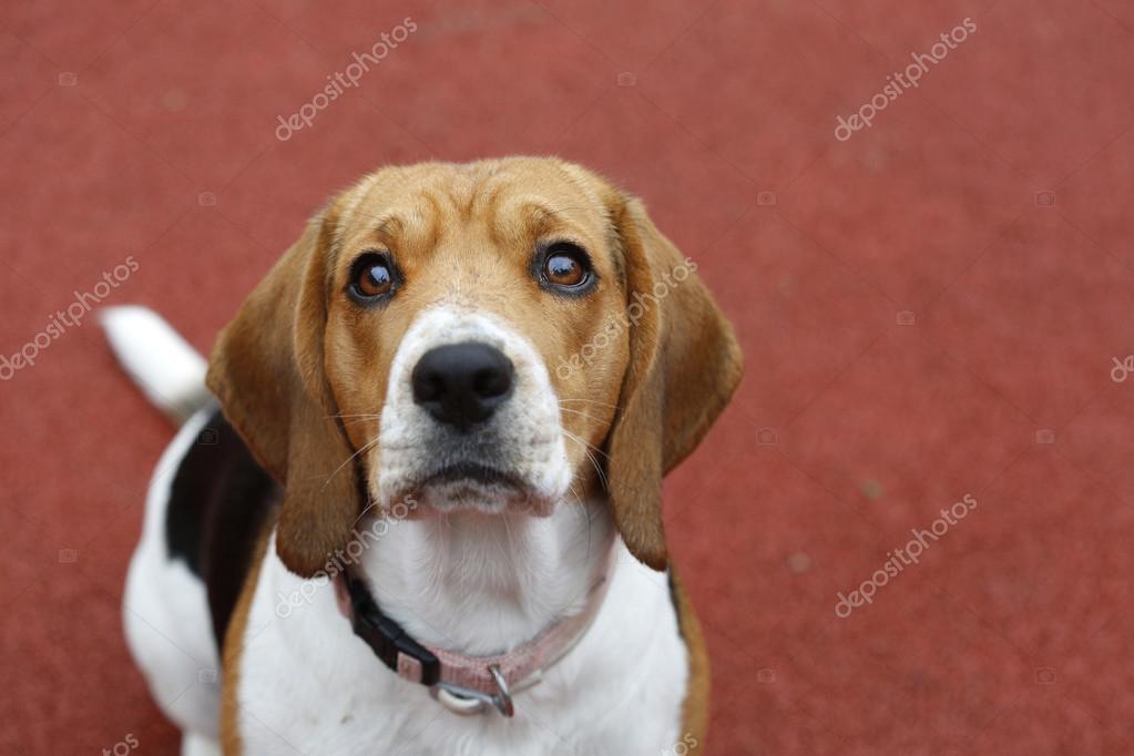 small beagle dog