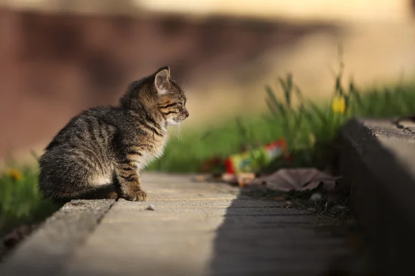 Solo Pequeño gato callejero en parque — Foto de Stock