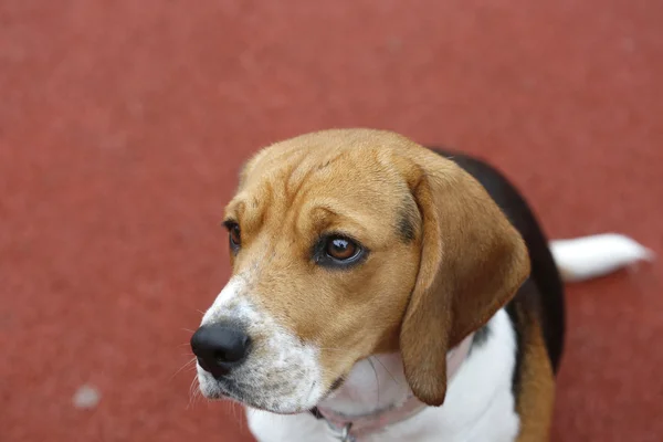 Mały pies Beagle na czerwonym tle wyglądają w lewej stronie — Zdjęcie stockowe