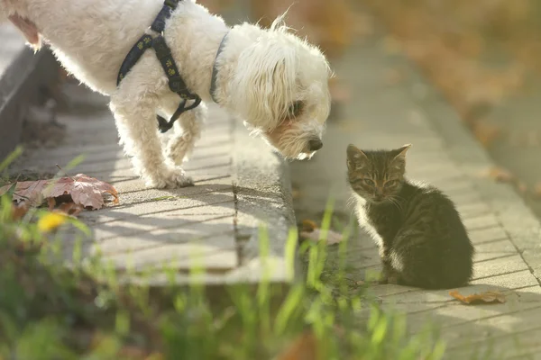 Maltański-wąchania pies mały kot kitten w głowie — Zdjęcie stockowe