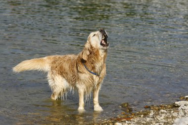 Golden retriever is playing in the water clipart