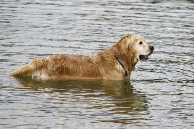 Sudaki Golden Retriever