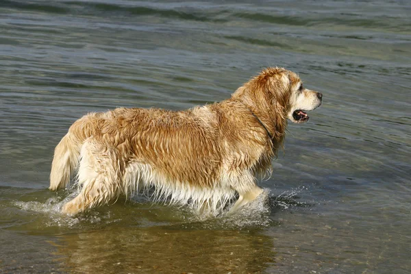 Golden retriever suda oynuyor — Stok fotoğraf