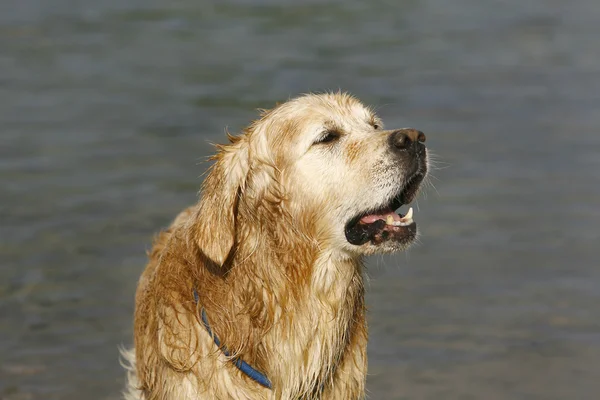 Golden Retriever in the water — Stock Photo, Image